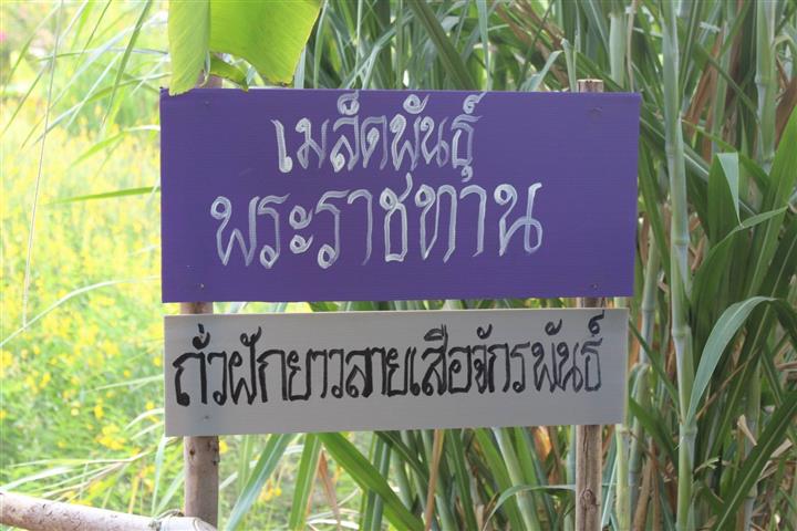 หัวหน้าผู้ตรวจราชการกรมการพัฒนาชุมชน ลงพื้นที่ตรวจติดตามการดำเนินงานผู้นำการเปลี่ยนแปลงพื้นที่ “โคก หนอง นา โมเดล” อำเภอปลาปาก จังหวัดนครพนม