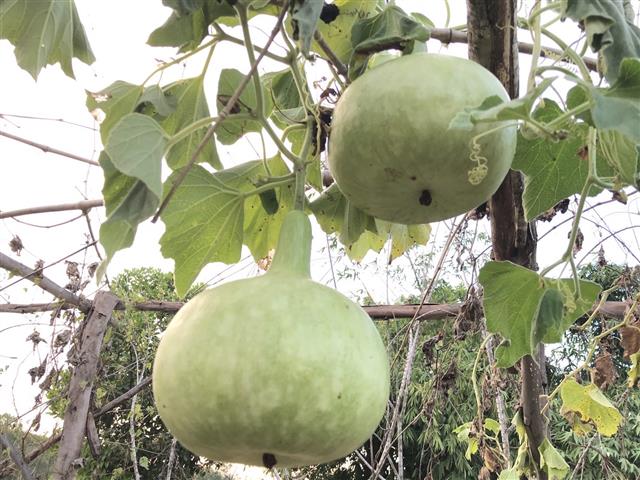 “โคก หนอง นา คือ ทางรอด”(คำตอบอยู่ที่ชุมชน) นครพนมทีมลงพื้นที่ชื่นชมและเสริมพลังสร้างความมั่นคงทางอาหาร จากการดำเนินงานศูนย์เรียนรู้ทฤษฎีใหม่ ประยุกต์สู่ ”โคก หนอง นา พัฒนาชุมชน”