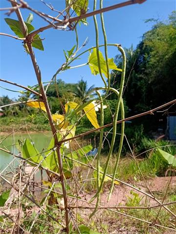 นครพนมทีม ชื่นชมความสำเร็จครัวเรือนต้นแบบพัฒนาพื้นที่ให้เป็นศูนย์เรียนรู้พัฒนาหมู่บ้านเศรษฐกิจพอเพียง “รูปแบบ “โคก หนอง นา”