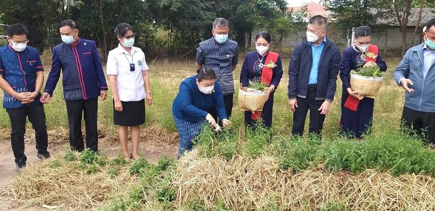 รัฐมนตรีว่าการกระทรวงยุติธรรม ลงพื้นที่ร่วมพิธีเก็บสมุนไพร “ฟ้าทะลายโจร ปลูกเดือนแม่ เก็บเดือนพ่อ”