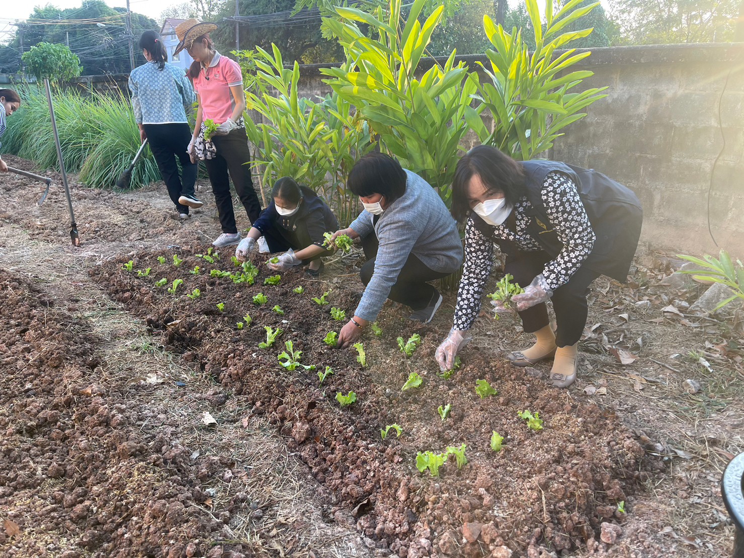 ผู้ว่าราชการจังหวัดนครพนม พาปลูกผัก สร้างความมั่นคงทางอาหาร “ผู้นำต้องทำก่อน”