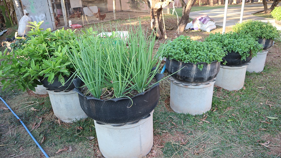 พ่อเมืองนครพนม พาปลูกผัก สร้างความมั่นคงทางอาหาร “ผู้นำต้องทำก่อน”