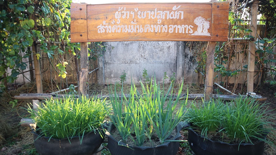 พ่อเมืองนครพนม พาปลูกผัก สร้างความมั่นคงทางอาหาร “ผู้นำต้องทำก่อน”