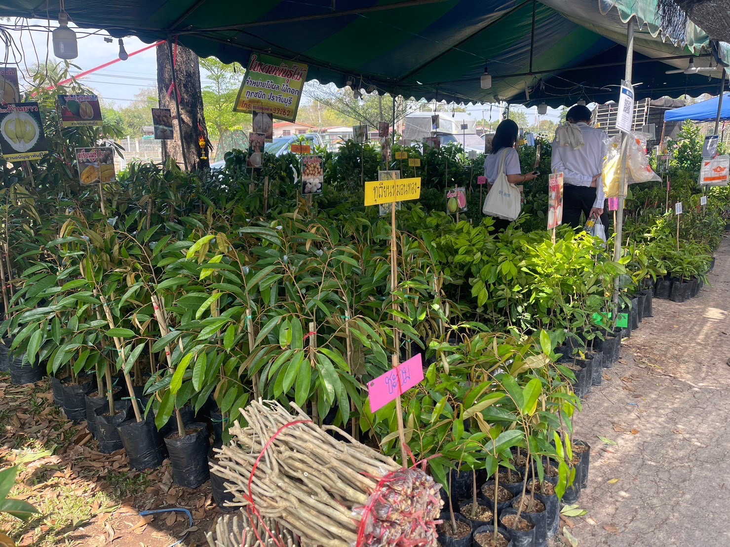 พช.นครพนม ร่วมงานเกษตรลุ่มน้ำโขง ครั้งที่ 24 ประจำปี พ.ศ.2566 “เกษตร DIY ง่าย ๆ พาลงมือทำ”