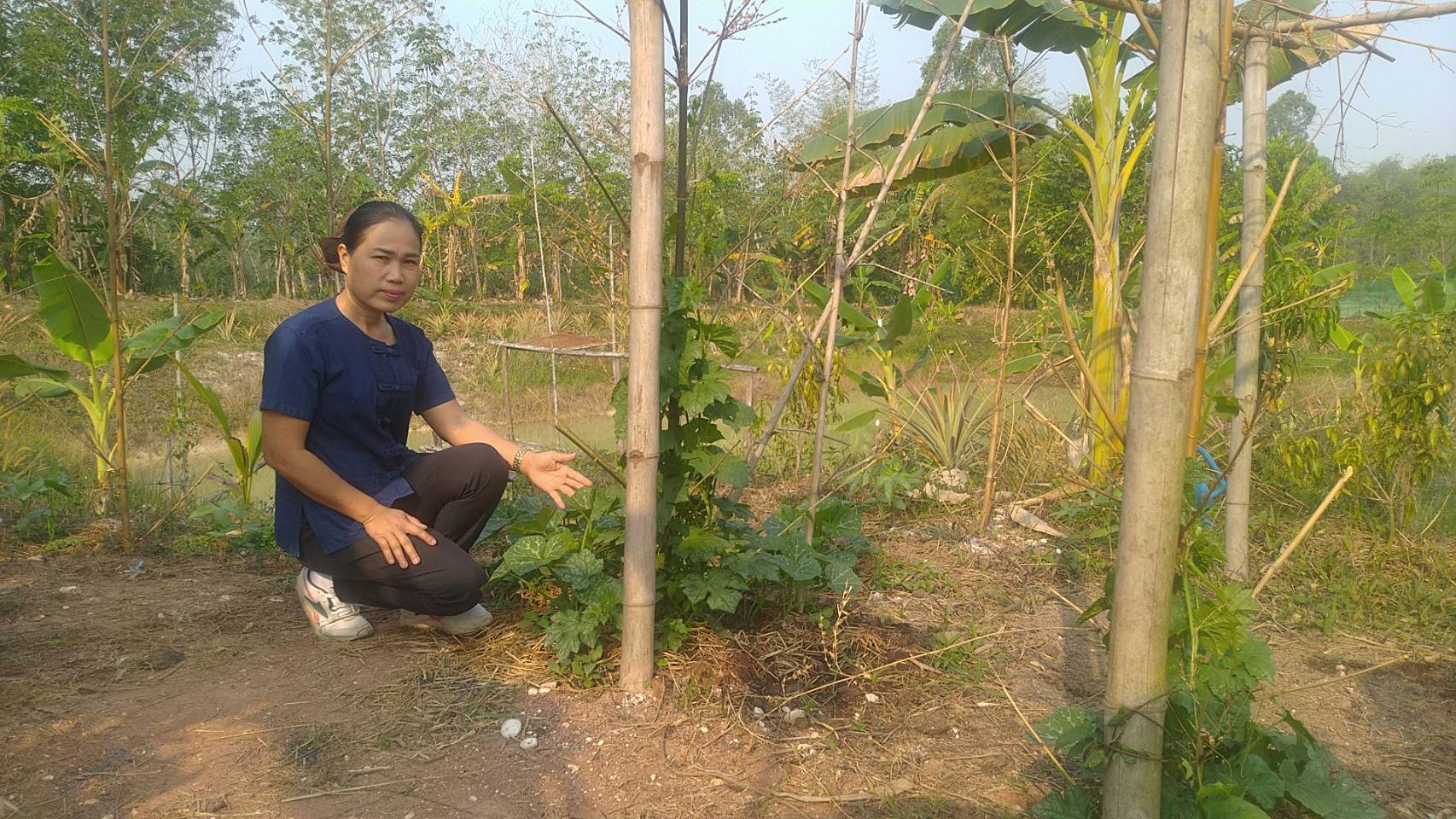 โครงการพัฒนาหมู่บ้านเศรษฐกิจพอเพียง ประจำปีงบประมาณ พ.ศ.2564 แปลงนางสาวราตรี เคนแสง