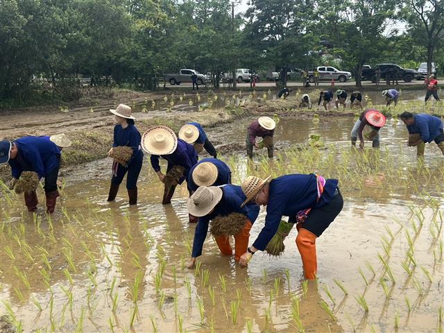 ผู้ว่าฯ ลงแขก “ดำนา” อนุรักษ์ประเพณี แบบวิถีชีวิตพื้นบ้าน สืบสานวัฒนธรรมไทย ช่วยเหลือครัวเรือนผู้ยากไร้ พื้นที่ตำบลมหาชัย อำเภอปลาปาก จังหวัดนครพนม