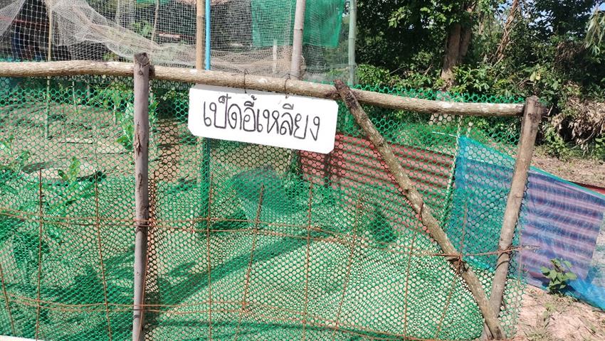 พช.นครพนม  เยี่ยมชมความสำเร็จแปลง”โคก หนอง นา” พื้นที่อำเภอเมืองนครพนม