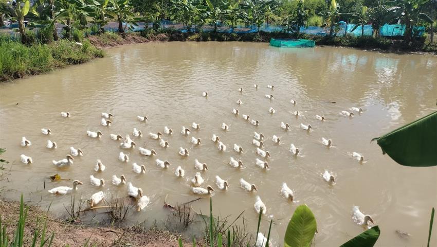 พช.นครพนม  เยี่ยมชมความสำเร็จแปลง”โคก หนอง นา” พื้นที่อำเภอเมืองนครพนม