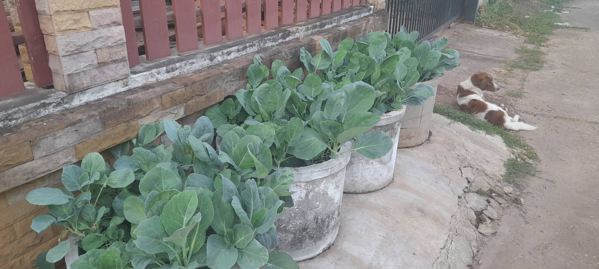 รองผู้ว่าฯ นครพนม ลงพื้นที่ตรวจติดตามดำเนินโครงการบ้านนี้มีรักปลูกผักกินเอง ตามแนวพระราชดำริ สมเด็จพระกนิษฐาธิราชเจ้า กรมสมเด็จพระเทพรัตนราชสุดา สยามบรมราชกุมารี “ผู้นำต้องทำก่อน”