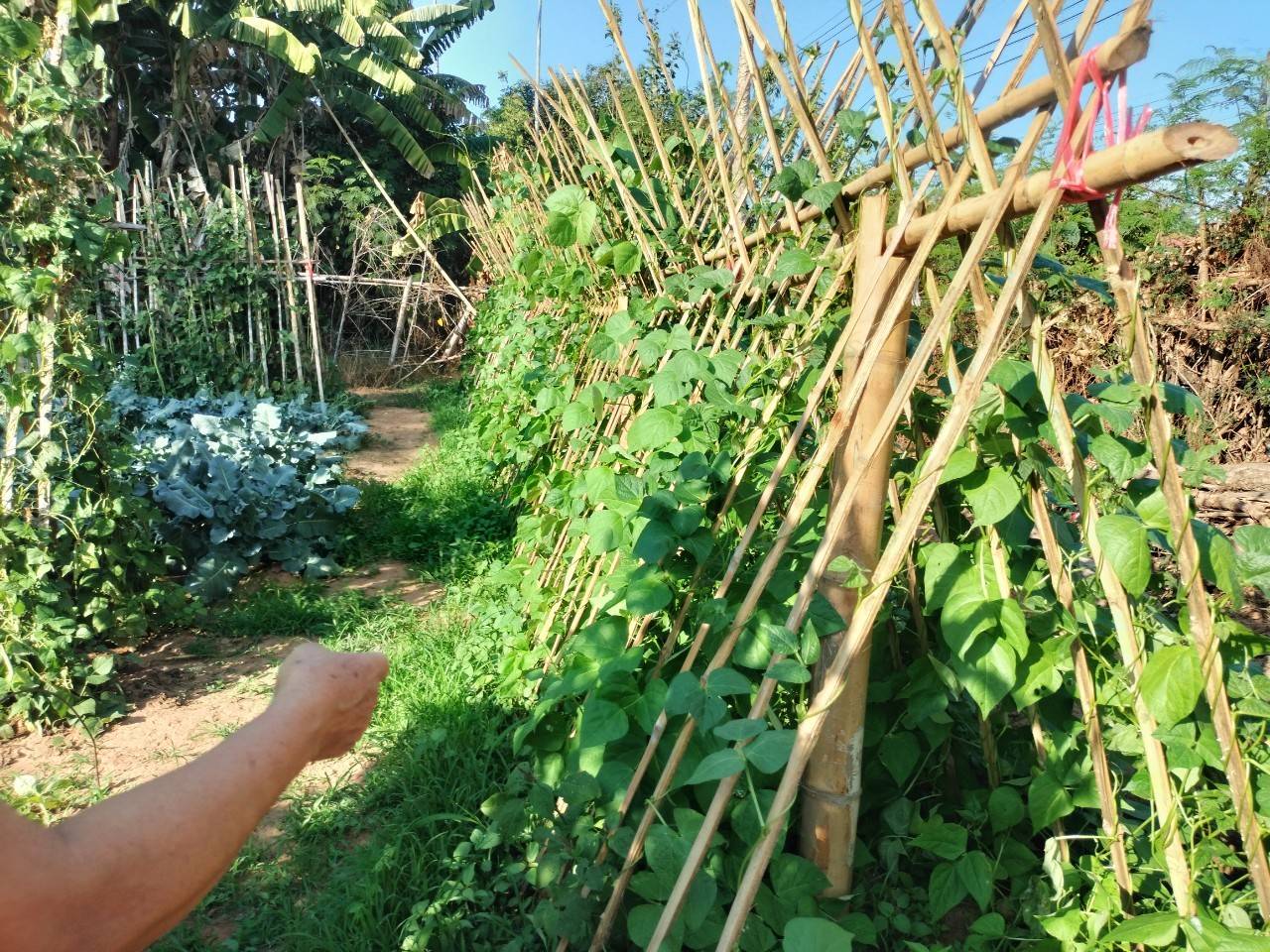 พช.นครพนม   ขับเคลื่อนอย่างต่อเนื่อง สร้างความมั่นคงทางอาหารอย่างยั่งยืน “บ้านนี้มีรัก ปลูกผักกินเอง”