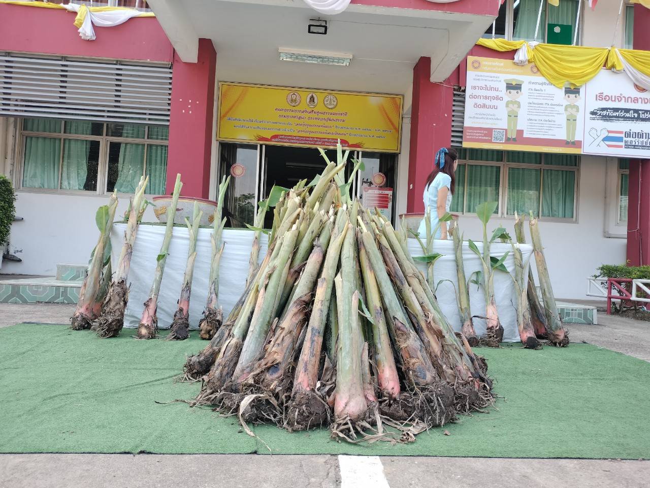 นครพนม   ส่งมอบกล้วยตานีตามแนวทางส่งเสริมเศรษฐกิจชุมชน  คนนครพนม “จากใบตองกล้วยธรรมดา สู่ มูลค่าเพิ่มทางเศรษฐกิจ” ต้นเงิน (ATM) ข้างบ้าน ต้นบำนาญในสวน ให้เรือนจำกลางนครพนม