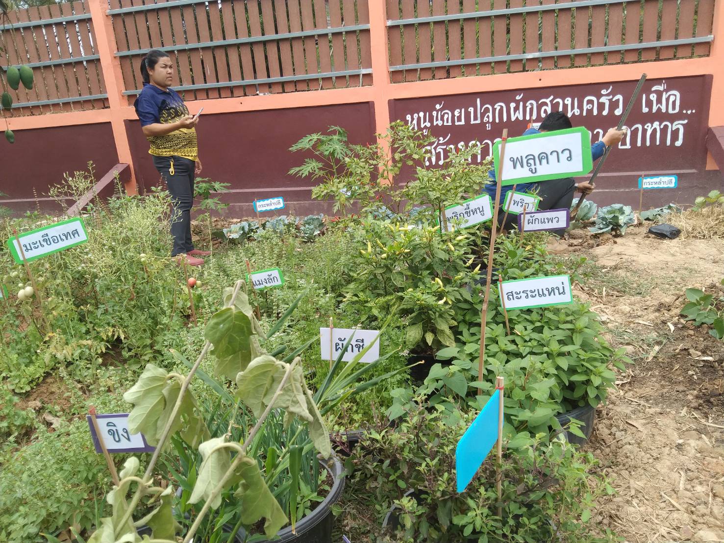 พช.นครพนม   ติดตามการดำเนินการตามแนวทางการน้อมนำแนวพระราชดำริของสมเด็จพระกนิษฐาธิราชเจ้า กรมสมเด็จพระเทพรัตนราชสุดา ฯ สยามบรมราชกุมารี สู่ปฏิบัติการปลูกผักสวนครัว เพื่อสร้างความมั่นคงทางอาหาร ประจำปีงบประมาณ พ.ศ. 2567