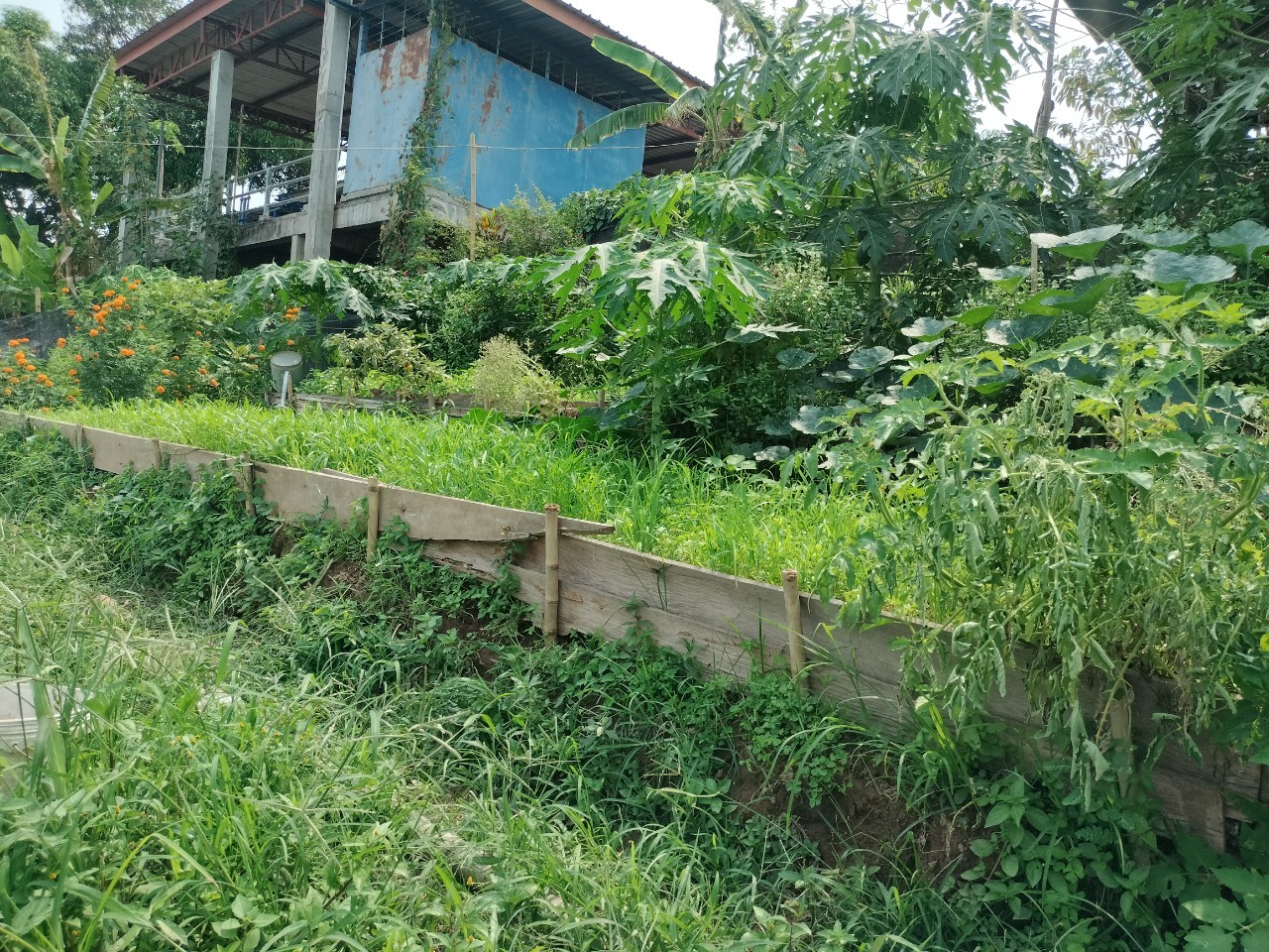 พ่อเมืองนครพนม   ลงพื้นที่ตรวจเยี่ยมการดำเนินโครงการหมู่บ้านยั่งยืน (Sustainable Village)พื้นที่อำเภอบ้านแพง