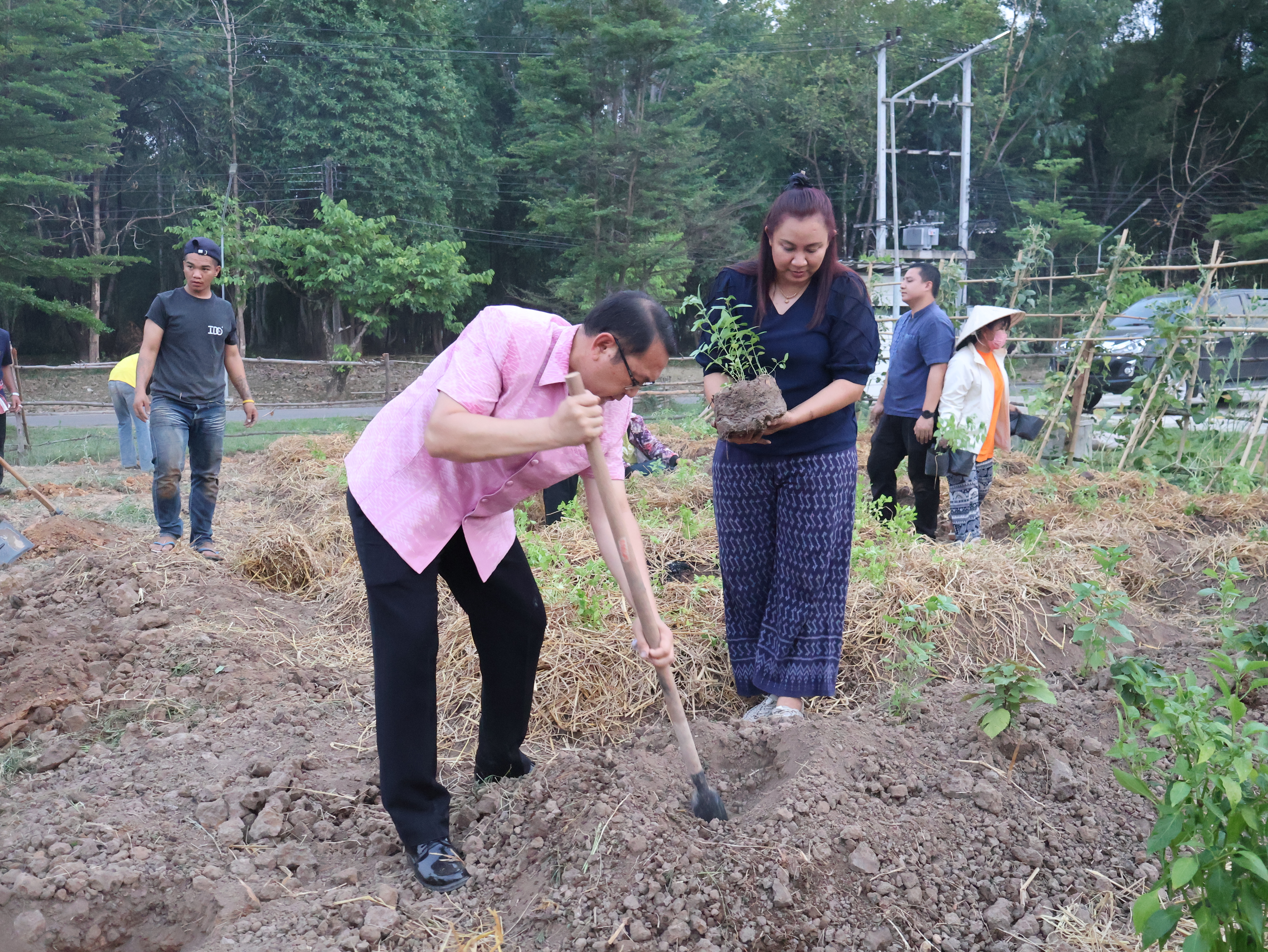 พช.นครพนม   นำทีมเจ้าหน้าที่พัฒนาชุมชนดำเนินการตามแนวทางการน้อมนำแนวพระราชดำริของสมเด็จพระกนิษฐาธิราชเจ้า กรมสมเด็จพระเทพรัตนราชสุดา ฯ สยามบรมราชกุมารี สู่ปฏิบัติการปลูกผักสวนครัว เพื่อสร้างความมั่นคงทางอาหาร ประจำปีงบประมาณ พ.ศ. 2567