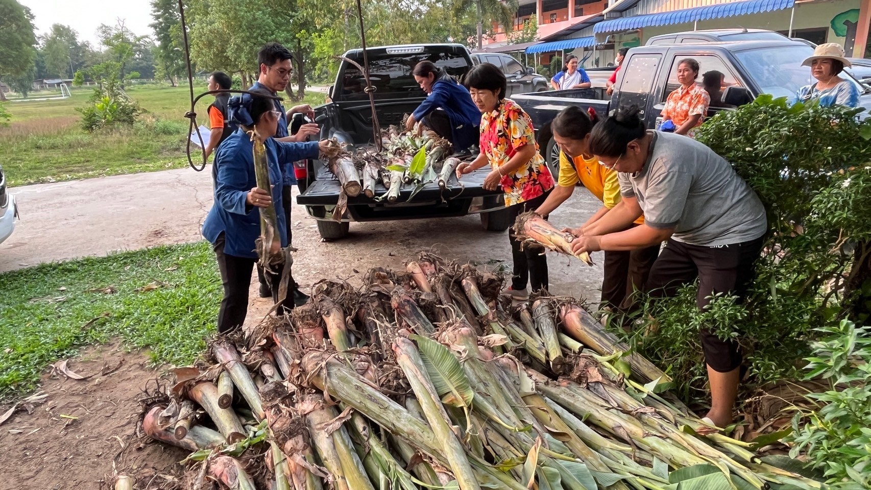 นครพนม   ส่งมอบกล้วยตานีตามแนวทางส่งเสริมเศรษฐกิจชุมชน  คนนครพนม “จากใบตองกล้วยธรรมดา สู่ มูลค่าเพิ่มทางเศรษฐกิจ” ต้นเงิน (ATM) ข้างบ้าน ต้นบำนาญในสวน
