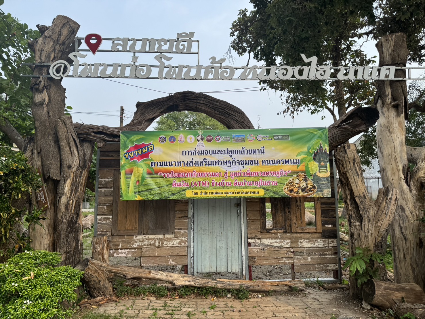 นครพนม   ส่งมอบกล้วยตานีตามแนวทางส่งเสริมเศรษฐกิจชุมชน  คนนครพนม “จากใบตองกล้วยธรรมดา สู่ มูลค่าเพิ่มทางเศรษฐกิจ” ต้นเงิน (ATM) ข้างบ้าน ต้นบำนาญในสวน