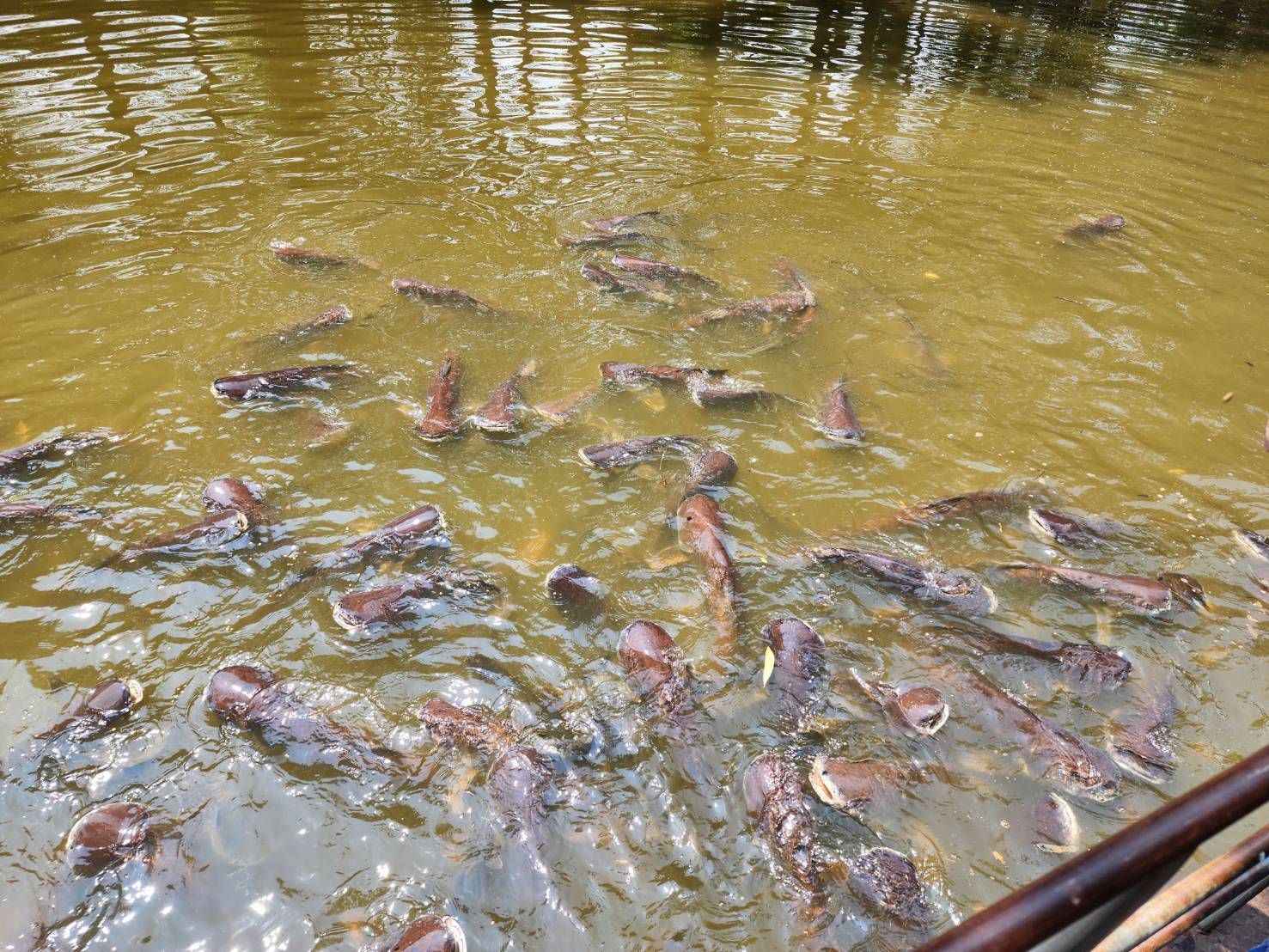 ผู้ว่าฯ นครพนม   นำพุทธศาสนิกชนชาวนครพนม เข้าวัดทำบุญ น้อมรำลึกและถวายเป็นอาจาริยคุณแด่หลวงปู่อ่อนศรี ขันติกโร พระอริยสงฆ์แห่งวัดป่าโนนแพง