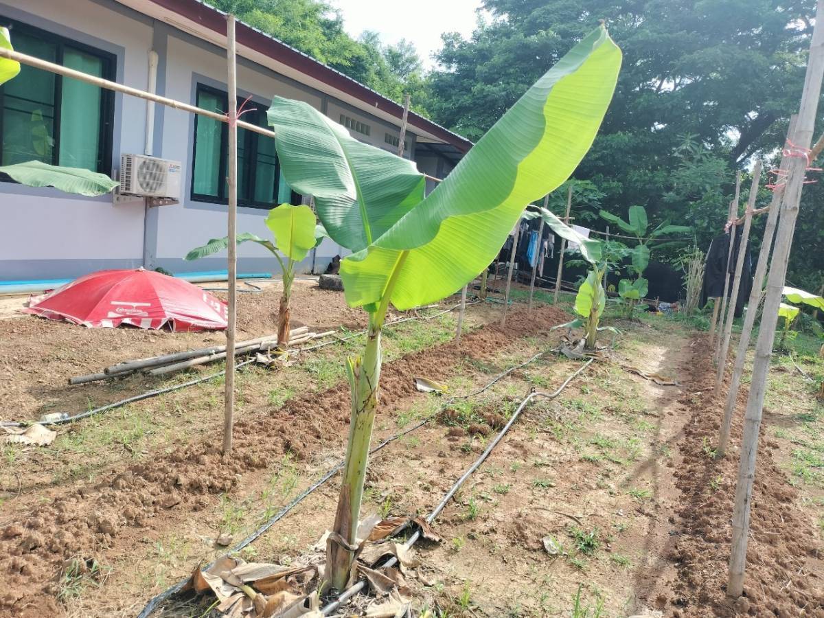พช.นครพนม   ขยายผลการส่งเสริมเศรษฐกิจชุมชนคนนครพนม “จากใบตองกล้วยธรรมดาสู่มูลค่าเพิ่มทางเศรษฐกิจ” ส่งเสริมการสร้างรายได้ในครัวเรือน นำสู่การพัฒนาคุณภาพชีวิตที่ยั่งยืน