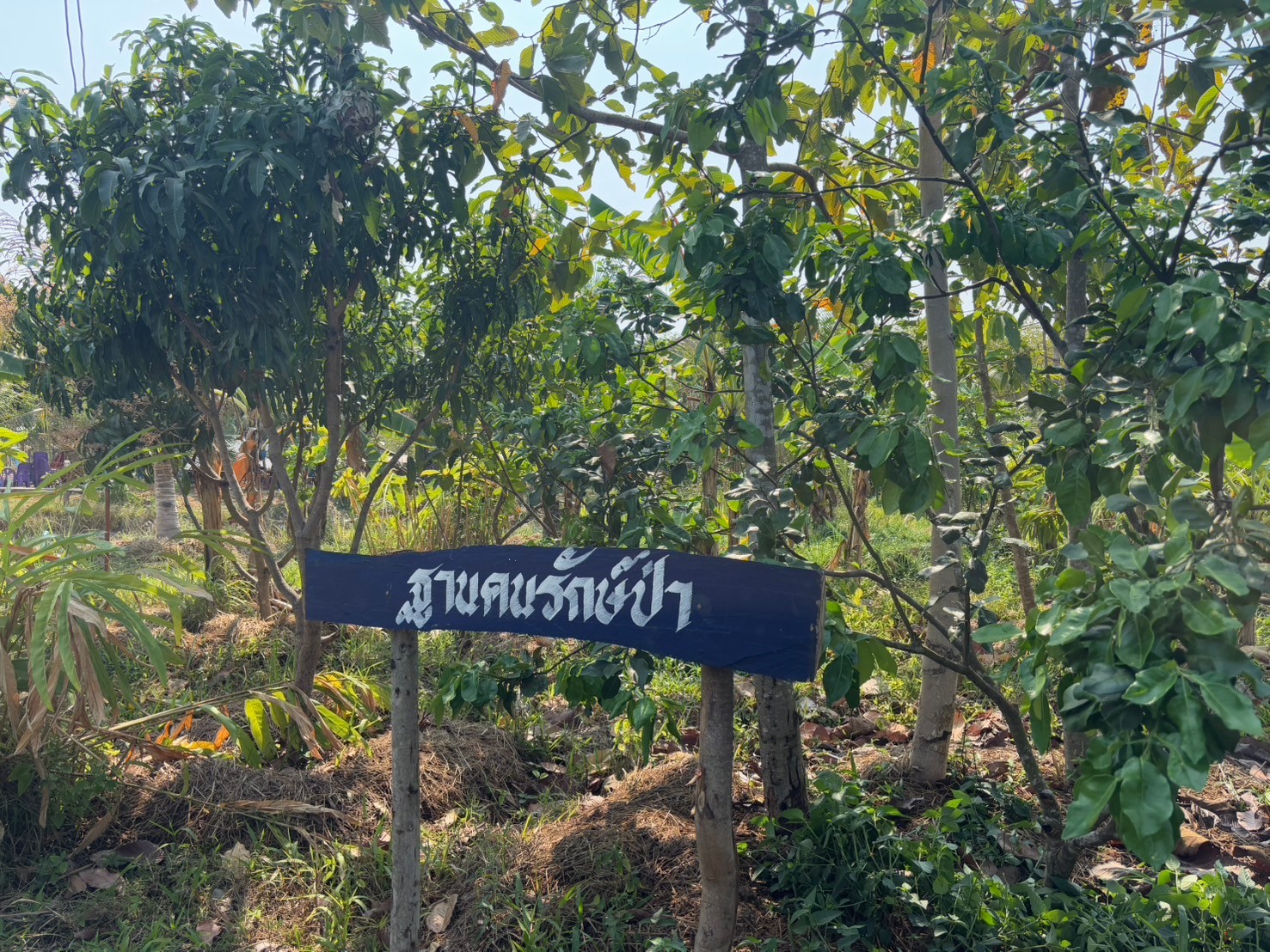 พช.นครพนม ติดตามผลสำเร็จโครงการพัฒนาพื้นที่ต้นแบบการพัฒนาคุณภาพชีวิตตามหลักทฤษฎีใหม่ ประยุกต์สู่ โคก หนอง นา โมเดล
